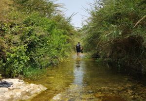 בין צמחיית מים קסומה: טיול בעין עמיקם